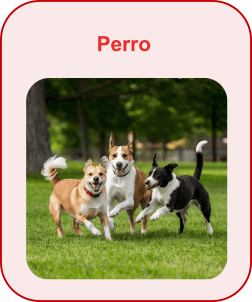 Perro1